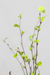 Birch twigs with young green leaves. Spring. Close-up..