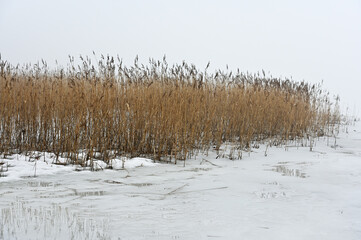 reeds on the lake in winter.