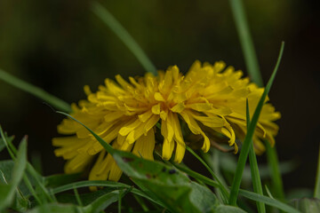 Yellow blossom of dandelion spring flower in green grass with sun shine