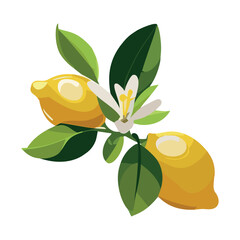 Lemon. Fruit on a branch. Citrus. Tropical plant. Vector illustration on a white background.