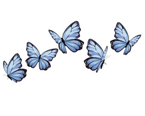 five butterfly blue vector