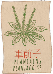 Drawing PLANTAINS in Chinese. Hand drawn illustration. The Latin name is PLANTAGO SP .