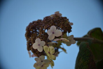 Weiße Blüten vor blauem Himmel