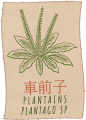 Vector drawing PLANTAINS in Chinese. Hand drawn illustration. The Latin name is PLANTAGO SP .
