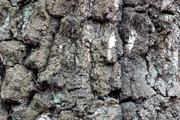 cracked tree bark enlarged