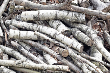 pile of white birch wood