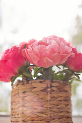 Bouquet of coral peonies in vase