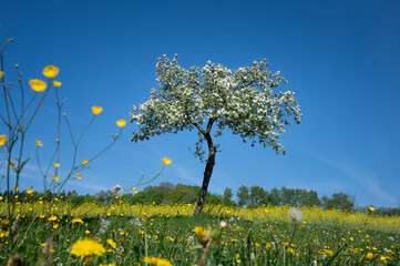 Blühender Obstbaum beim gelben Rapsfeld