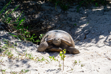 Gopher Tortoise (Gopherus polyphemus) coming out of its burrow at Twin Rivers Park, Stuart, Florida, USA