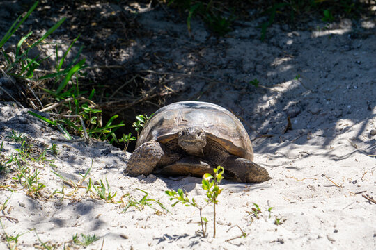 Gopher Tortoise (Gopherus polyphemus) coming out of its burrow at Twin Rivers Park, Stuart, Florida, USA