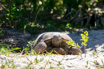 Gopher Tortoise (Gopherus polyphemus), as seen from ground level, coming out of its burrow at Twin Rivers Park, Stuart, Florida, USA