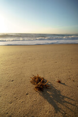 Praia do Estaleiro ao Amanhacer
