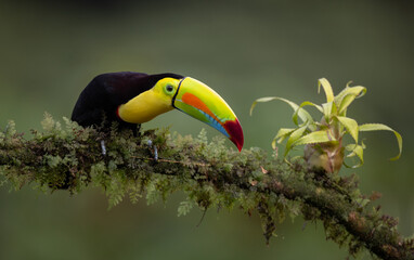 Obraz premium A toucan in the rainforest of Costa Rica 