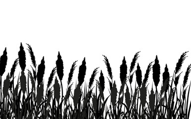Image of a monochrome reed,grass or bulrush on a white background.Isolated vector drawing.Black grass graphic silhouette.