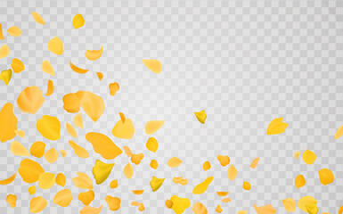 Yellow falling rose or sunflowers petals.Transparent panoramic horizontal background.Amber flower spring template.