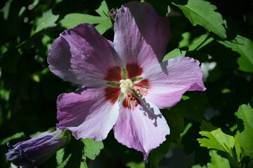 Lila Hibiskusblüte © Pawel Hordjewicz