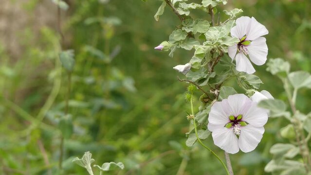 Lavatera maritima. Many Lavatera species have now been transferred to related genus Malva. Lavatera species are known as tree mallows, or rose mallows, royal mallows or annual mallows.
