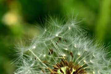 Abfliegende Samen einer Pusteblume - 784747167