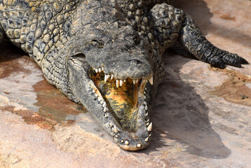 Portret krokodyla nilowego  © Darcos