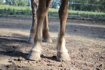 piernas de caballo