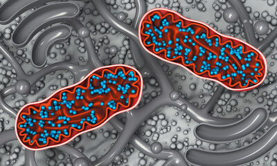 Cellular organelle mitochondria. 3d illustration on biological background