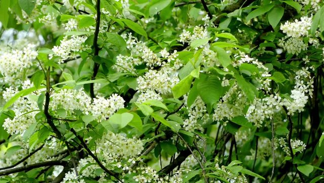 Prunus padus, known as bird cherry, hackberry, hagberry, or Mayday tree, is flowering plant in rose family Rosaceae. It is type species of subgenus Padus, which have flowers in racemes.