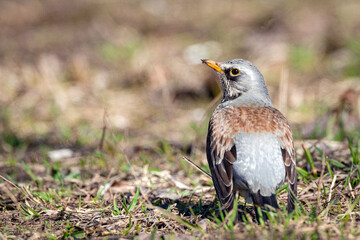 The fieldfare (Turdus pilaris) is looking for worms on the ground in early spring