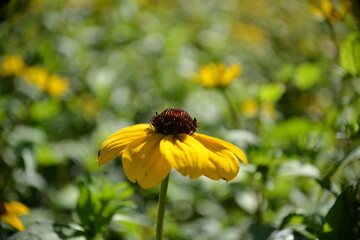 Gelber Sonnenhut (Rudbeckia)