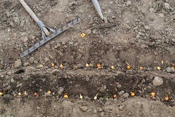 Close-up view of onions planted in rows or holes of soil. The process of planting onion cloves in the garden. Spring or autumn gardening concept