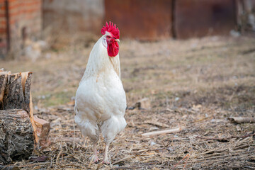 A white rooster walks around the village..