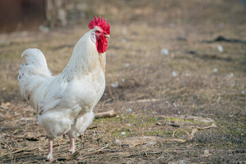A white rooster walks around the village..