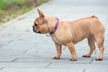 A French bulldog on a walk in a spring park. Close-up.