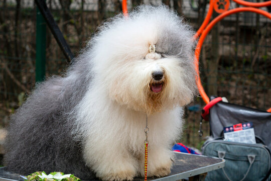 Old English shepherd bobtail at a dog show..