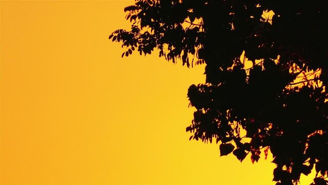 Silhouette of tree branches in yellow sunset sky