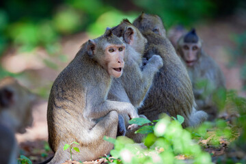 Rhesus macaque (Macaca mulatta) in the jungle wildlife of Cambodia.