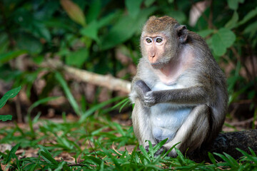 Naklejka na ściany i meble Rhesus macaque (Macaca mulatta) in the jungle wildlife of Cambodia.