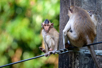 Rhesus macaque (Macaca mulatta) in the jungle wildlife of Cambodia.