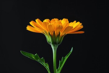 Calendula Officinalis: Closeup of Yellow Botanical Flower Blossom with Delicate Petals and Stem