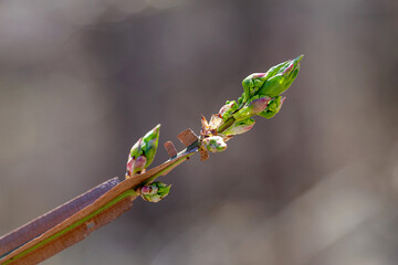 The first sprouts of new life in spring, plants growing in early springtime