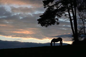 Abendidyll. Silhouette eines Pferdes im Sonnenuntergang mit Baum