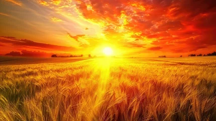 Foto op Plexiglas Golden Hour Serenity: Vibrant Sunset over Crop Field © Volodymyr Skurtul
