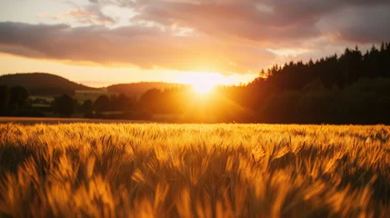 Foto op Plexiglas Golden Serenity: Captivating Sunset over Wheat Field © Volodymyr Skurtul