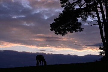Abendidyll. Silhouette eines Pferdes im Sonnenuntergang mit Baum