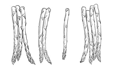 Sketch of asparagus isolated, line art
