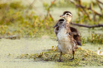 A baby wood duck (Aix sponsa) flapping its wings in Sarasota, Florida