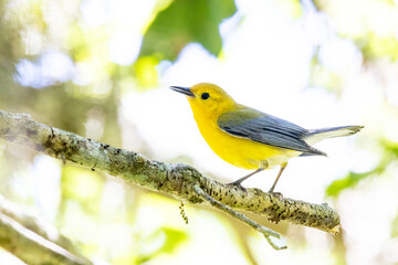 A gorgeous prothonotary warbler (Protonotaria citrea) migrating in my region of southwest Florida. Handsome little yellow bird!