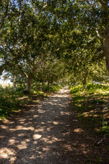 Tree alley with light and shadow, Sicily, Italy