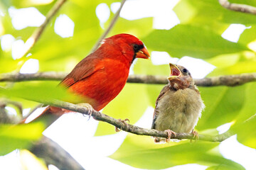 A young northern cardinal (Cardinalis cardinalis) being fed by an adult male in a tree in Sarasota,...