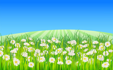 Summer landscape rural field green grass, daisy, dandelion flowers