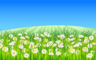 Tuinposter Summer landscape rural field green grass, daisy, dandelion flowers © hadeev